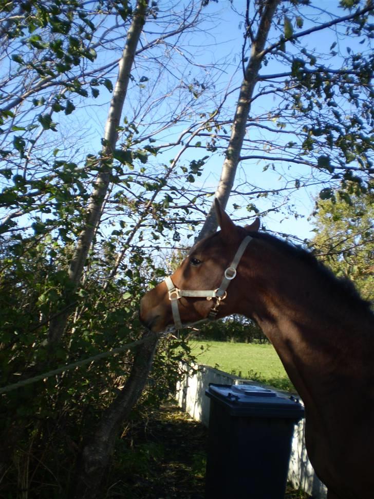 Dansk Varmblod Kraghedes Rosinante billede 6