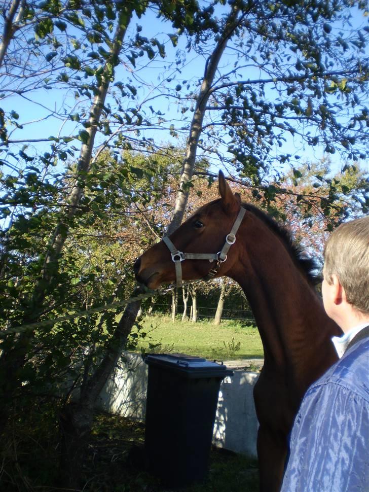 Dansk Varmblod Kraghedes Rosinante billede 7