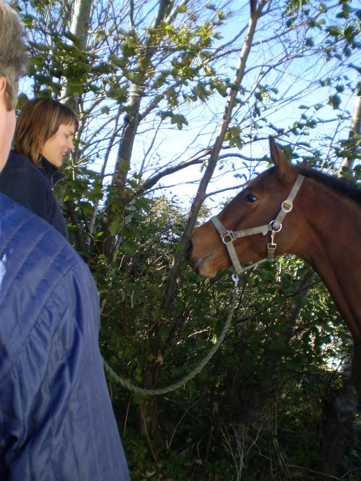 Dansk Varmblod Kraghedes Rosinante billede 8