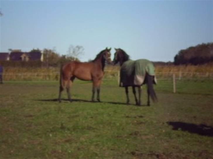 Dansk Varmblod Kraghedes Rosinante billede 11