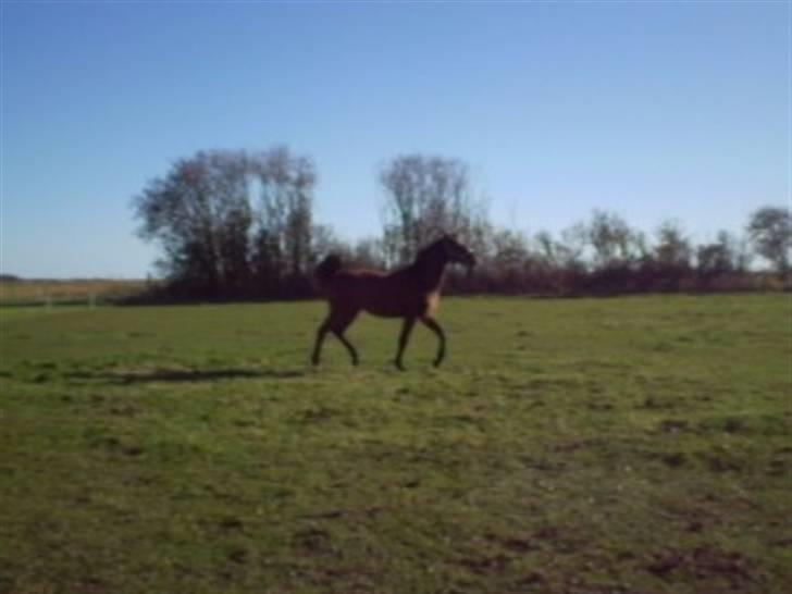 Dansk Varmblod Kraghedes Rosinante billede 12