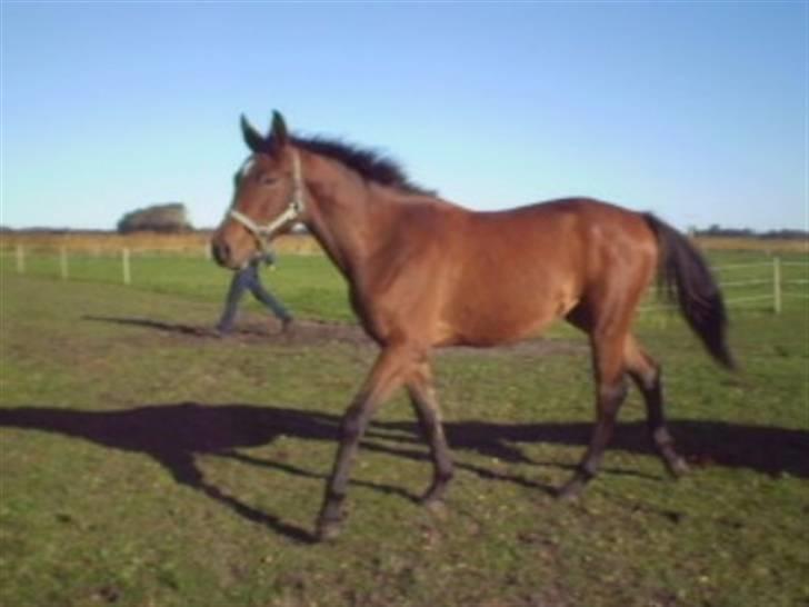 Dansk Varmblod Kraghedes Rosinante billede 13