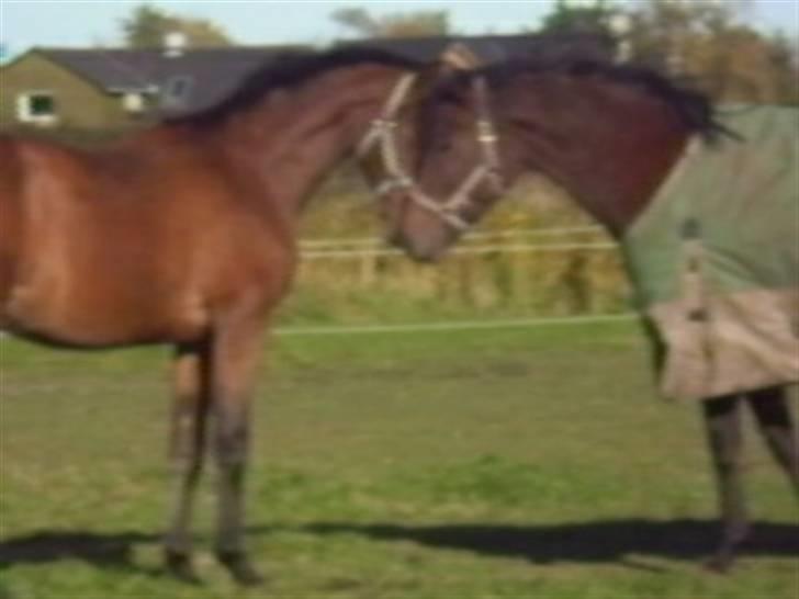 Dansk Varmblod Kraghedes Rosinante billede 15