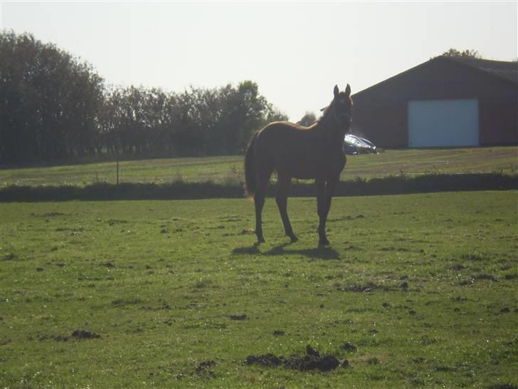 Dansk Varmblod Kraghedes Rosinante billede 16