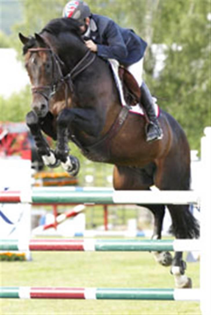 Dansk Varmblod Kraghedes Rosinante - Rosinantes far: Crelido billede 20