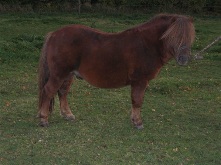 Shetlænder Nørbæks Mio - Godt 3 år. nu begynder han og ligne lidt mere en hingst.. billede 14