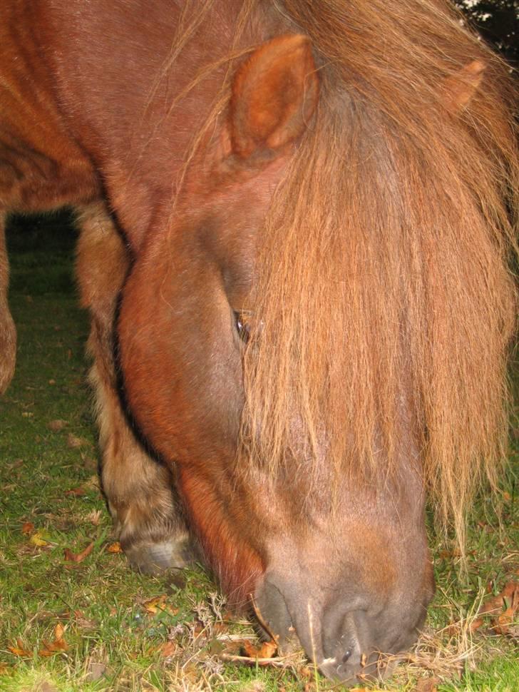 Shetlænder Nørbæks Mio - Hans fine "lille Hoved" billede 15