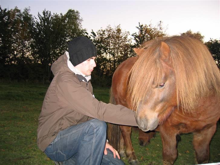 Shetlænder Nørbæks Mio - Mig og Mio Efterår 09. billede 16