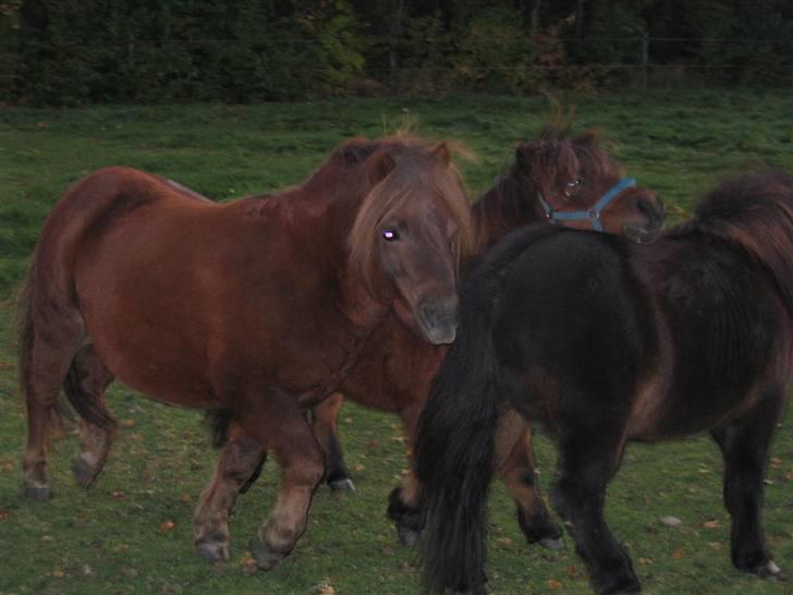 Shetlænder Nørbæks Mio - Mio, Marco og Nikolai Tumler på folden herhjemme.. billede 17
