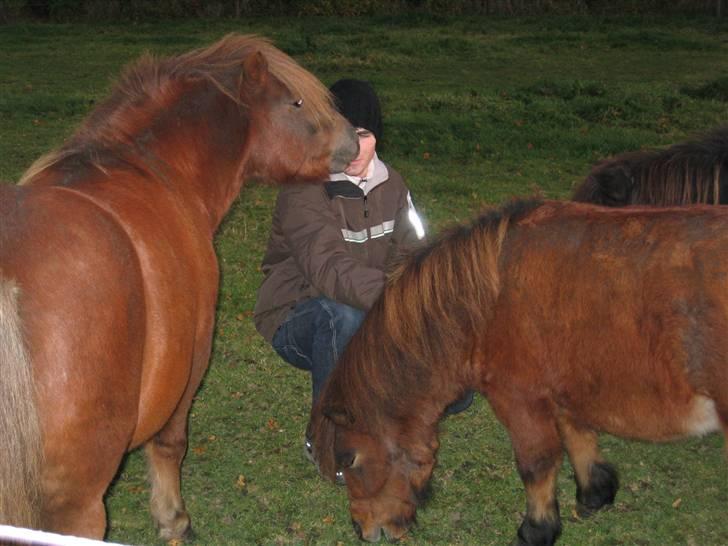 Shetlænder Nørbæks Marco - Marco, Mio og mig, på folden hjemme. billede 5