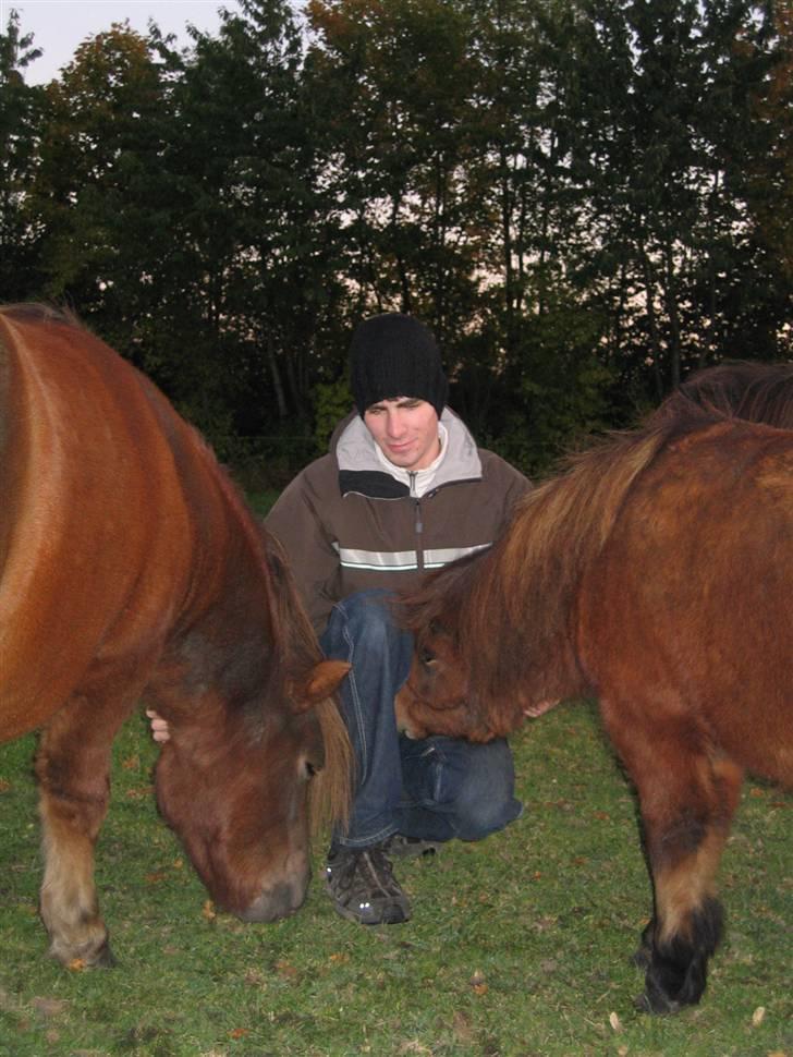 Shetlænder Nørbæks Marco - Mio og Marco igen.. billede 6