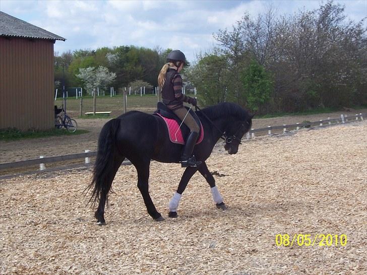 Anden særlig race Gucci R.I.P. HBP<3 - Der var en klog mand der sgade til mig: "Man kan ikke elske andre hvis du ikke elsker dig selv" jeg sagde: "så må keg godtnok elske mig selv rigtig højt, for jeg elsker et væsen højere en himmelen er høj" Og Gucci det er nemlig dig! billede 14