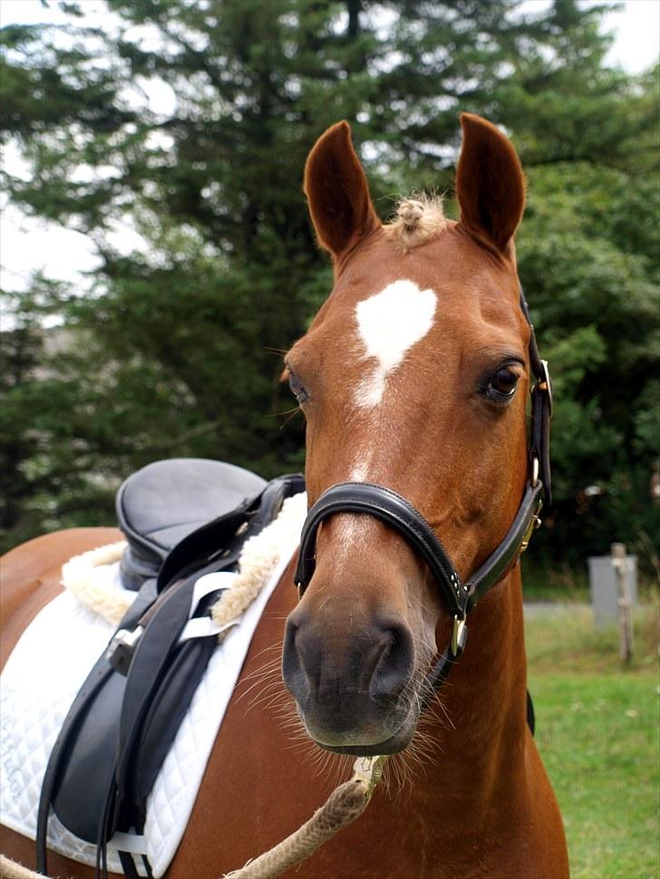 Tysk Sportspony Bukéfalos billede 11