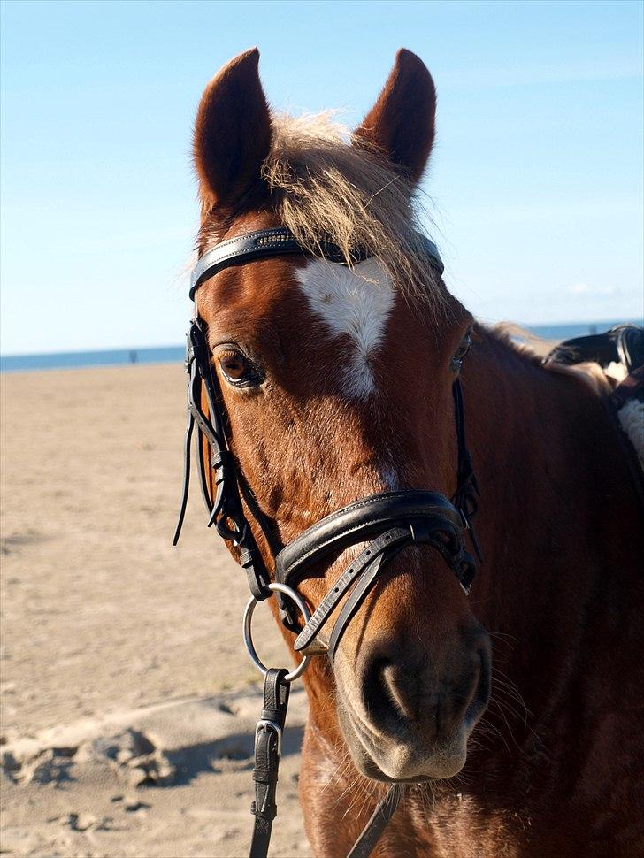 Tysk Sportspony Bukéfalos billede 5