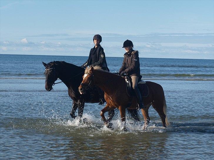 Tysk Sportspony Bukéfalos billede 6