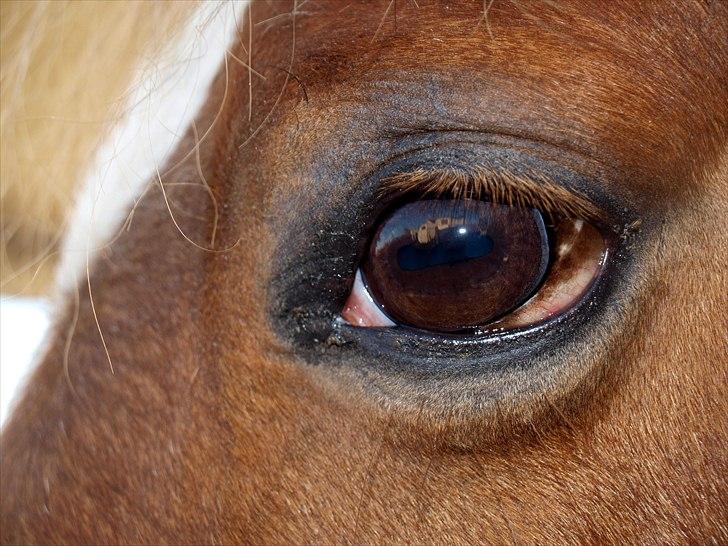 Tysk Sportspony Bukéfalos billede 8