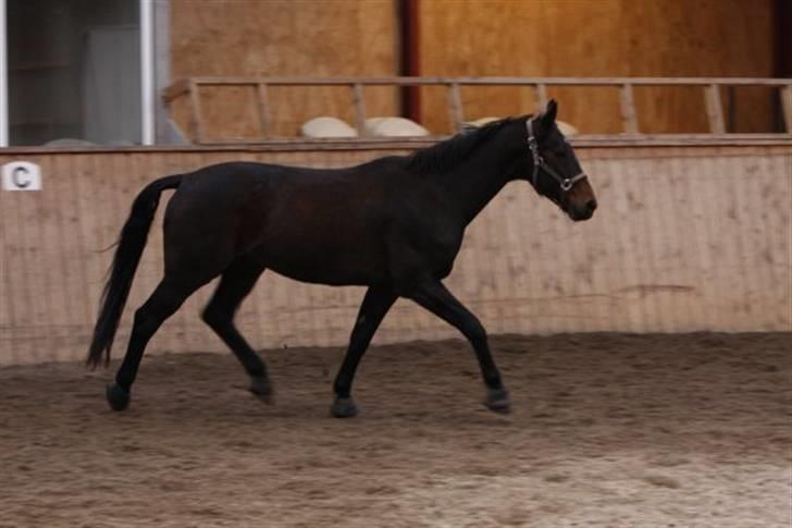 Dansk Varmblod Valiant billede 5