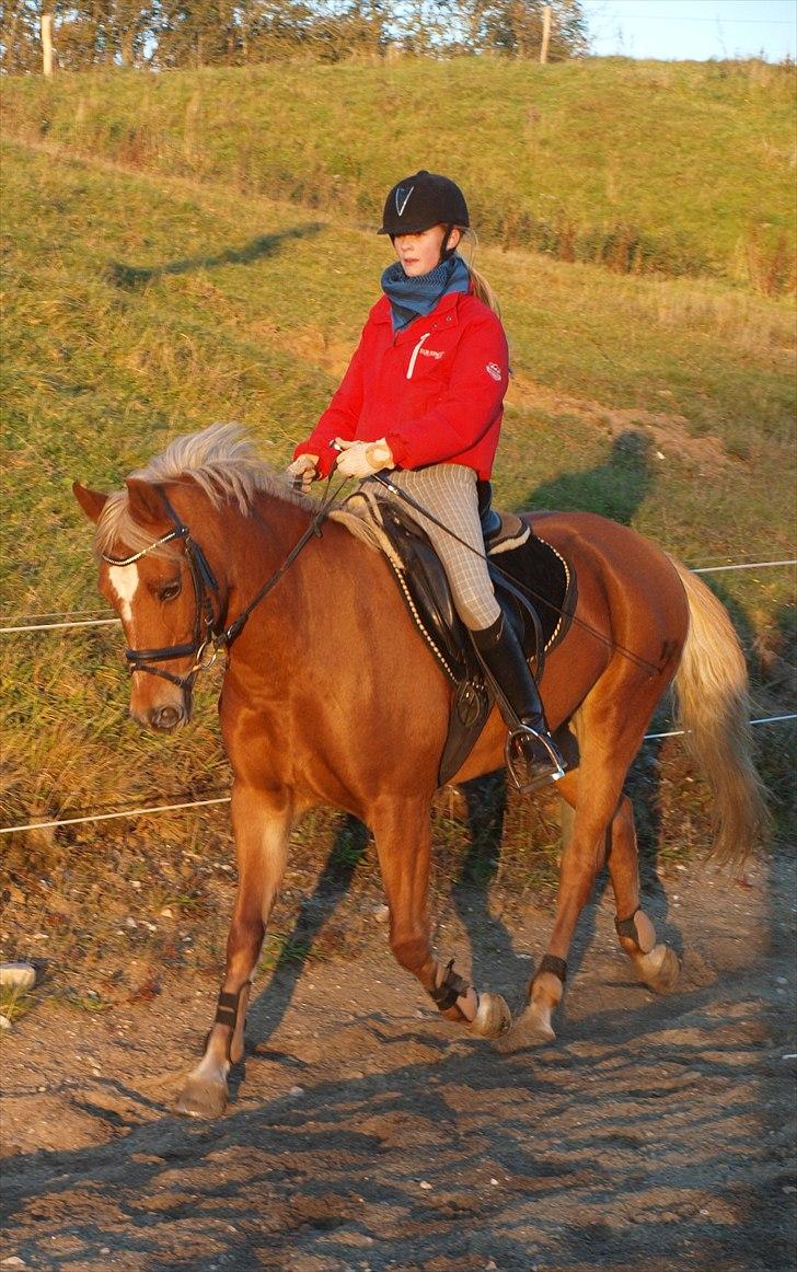 Tysk Sportspony Bukéfalos billede 10