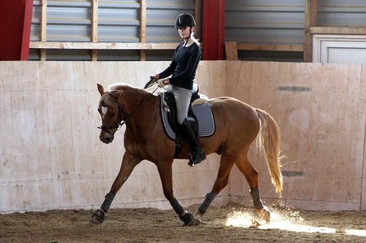 Tysk Sportspony Bukéfalos billede 4