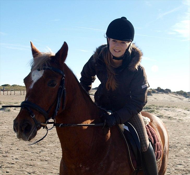 Tysk Sportspony Bukéfalos billede 12