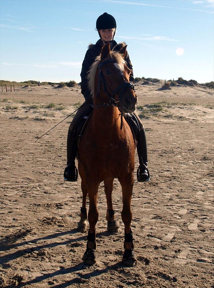 Tysk Sportspony Bukéfalos billede 13