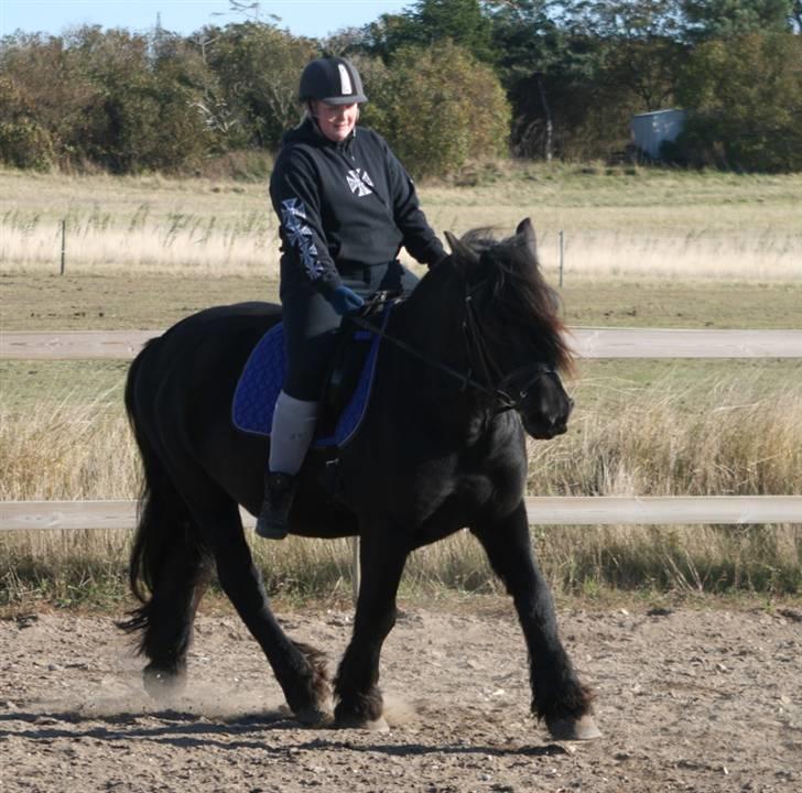 Nordsvensk Skovhest Tage - Fy føj det er hårdt uden stigbøjler billede 16
