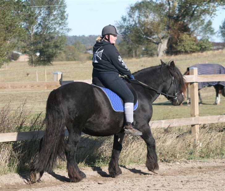 Nordsvensk Skovhest Tage billede 17