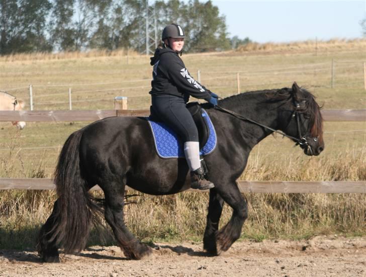 Nordsvensk Skovhest Tage billede 19