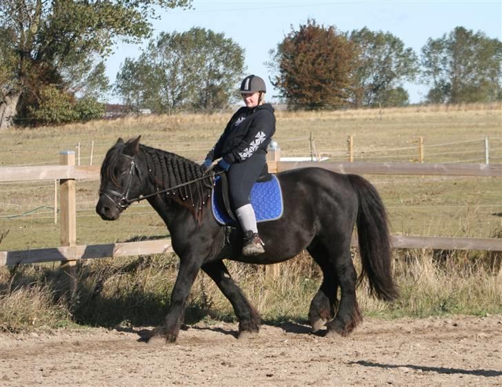 Nordsvensk Skovhest Tage billede 20
