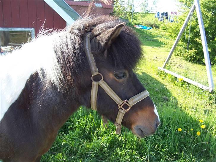 Anden særlig race Fulgsangs Frække Frida billede 4