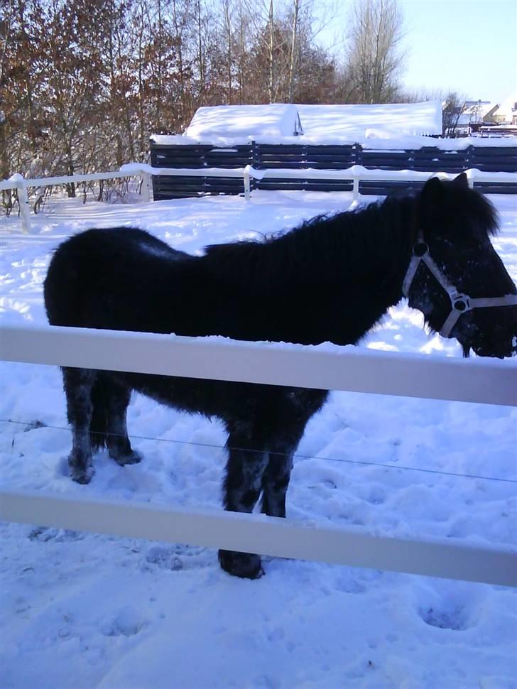 Shetlænder stella - jeg hyk billede 8