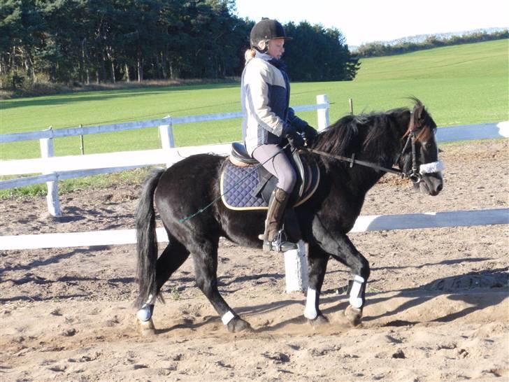 Dartmoor Augustus billede 18