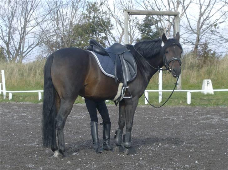 Tysk Sportspony Hovgården`s Pretty Lady - spænder lige gjord billede 5