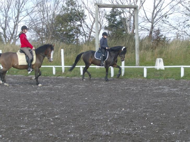 Tysk Sportspony Hovgården`s Pretty Lady - prit & mig  ( lady sky & mai  dem på den røde ponzzer ) billede 6