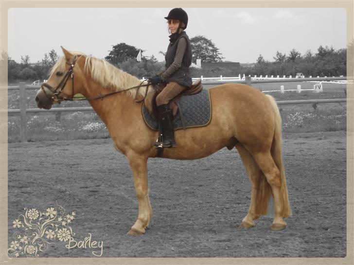 Haflinger Bailey (ejes af HDR) - Mig og Bailey :) billedet er redigeret af Cecilie Ditlev (: billede 5