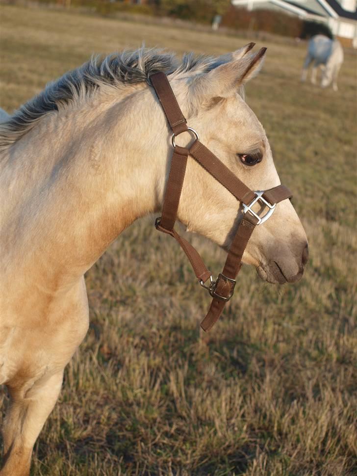 DSP Sparkling Diamond billede 1