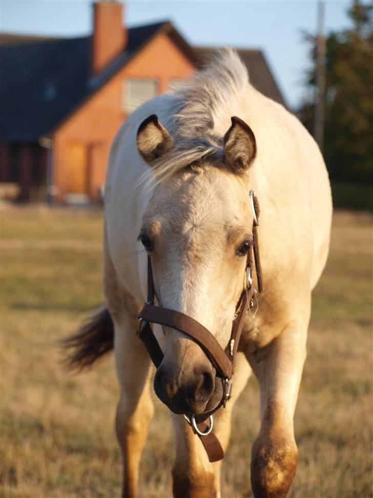 DSP Sparkling Diamond billede 2