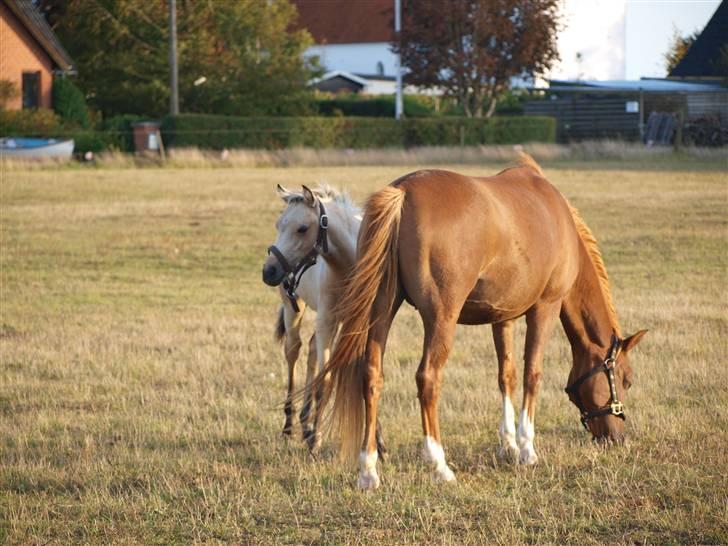 DSP Sparkling Diamond billede 3