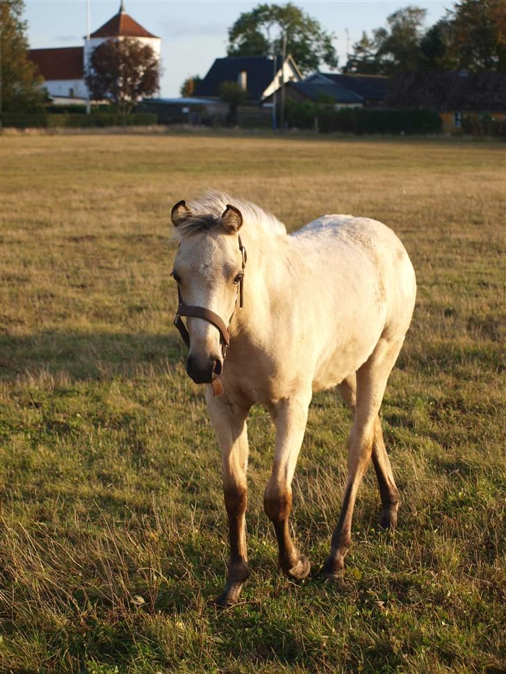 DSP Sparkling Diamond billede 4