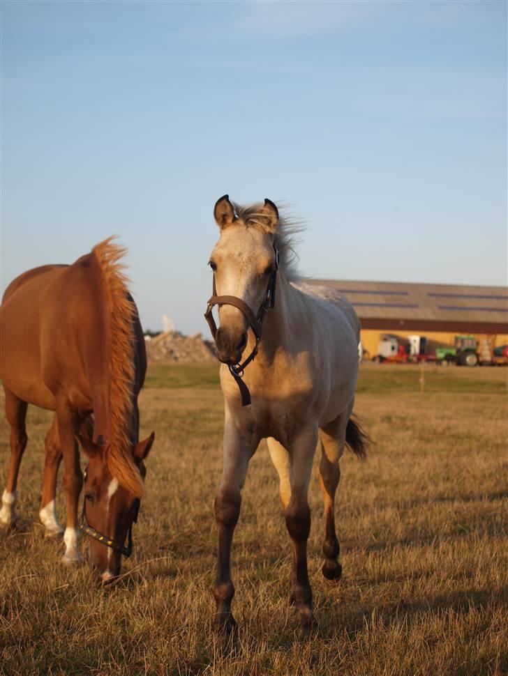 DSP Sparkling Diamond billede 5