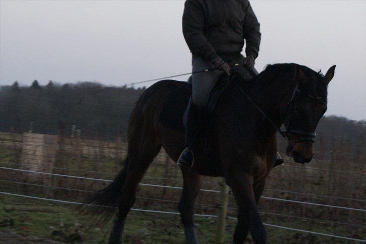 Dansk Varmblod Cæsar billede 7