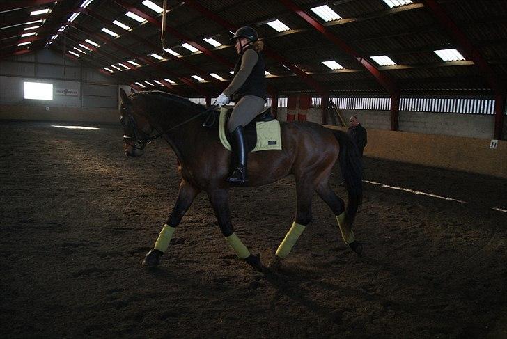 Dansk Varmblod Cæsar billede 8