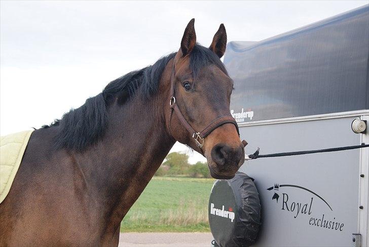 Dansk Varmblod Cæsar billede 9