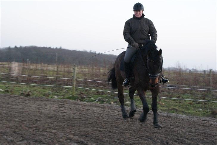 Dansk Varmblod Cæsar billede 10