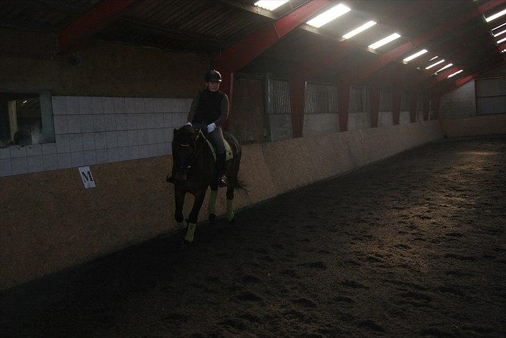 Dansk Varmblod Cæsar billede 11