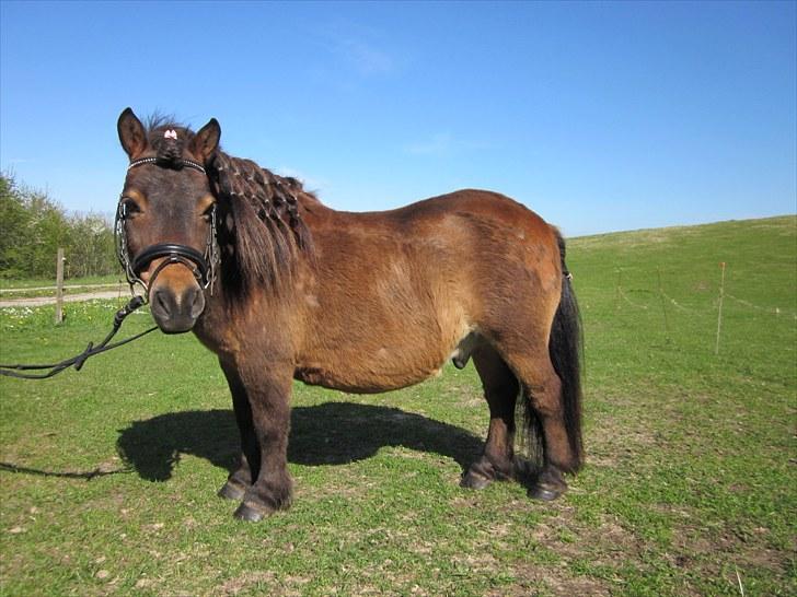 Shetlænder Prins (lillesøsters) - Velkommen til Prinsens profil :)<3 Billede fra 18/05-2010 :) billede 1