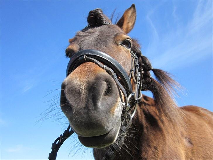 Shetlænder Prins (lillesøsters) - Heej, lille Prins :D ---- 18/05-2010 billede 3