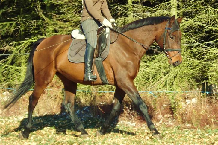 Dansk Varmblod Gamborg´s Duchess billede 13