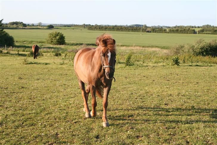 Anden særlig race Bella Mi SOLGT - Miss u - Kommer når hun ser mig, og vrinsker når jeg kalder? <3  billede 13