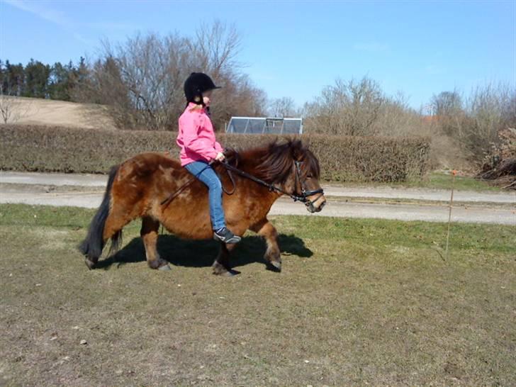 Shetlænder Prins (lillesøsters) - Camilla rider på Prins søndag d. 11/04-2010 :) billede 4